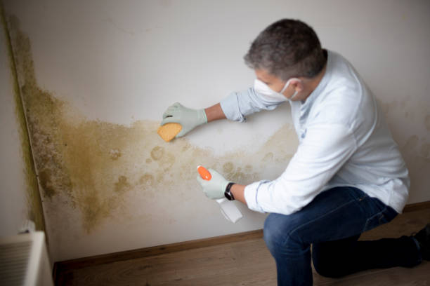 Best Industrial Mold Remediation  in Oriska, NY